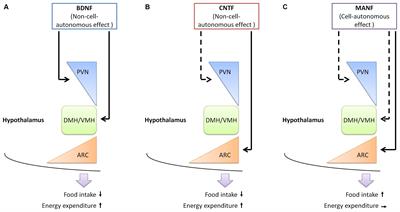 MANF: A New Player in the Control of Energy Homeostasis, and Beyond